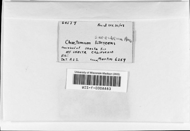 Chaetomium succineum image