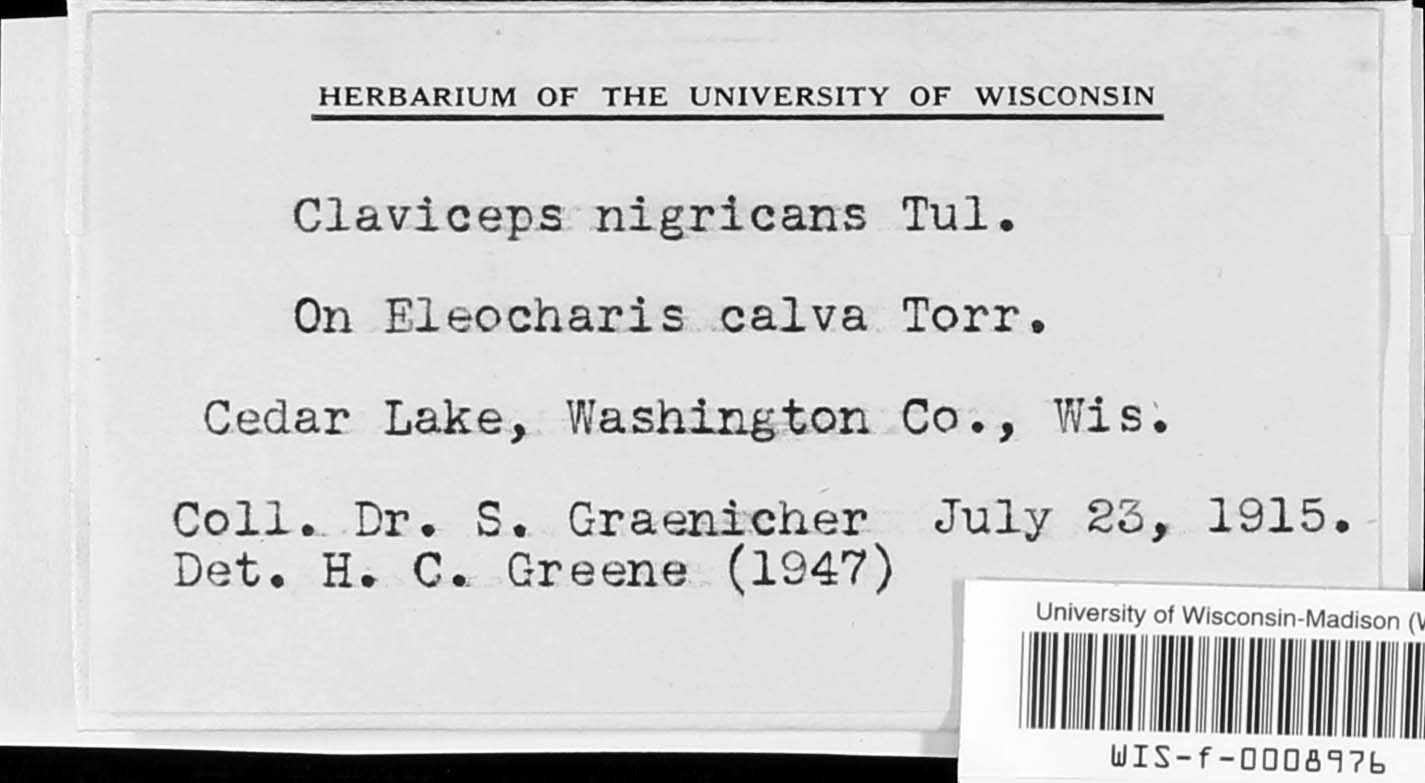 Claviceps nigricans image