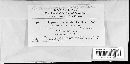 Coleosporium vernoniae image
