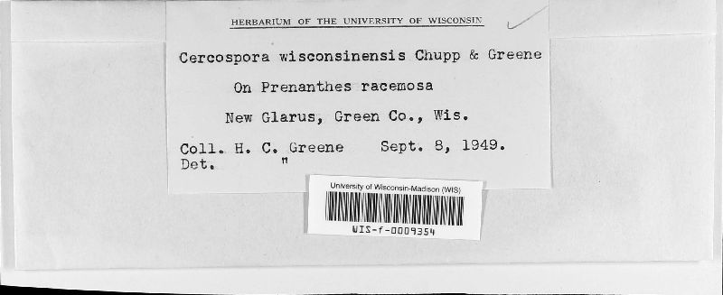 Cercospora wisconsinensis image