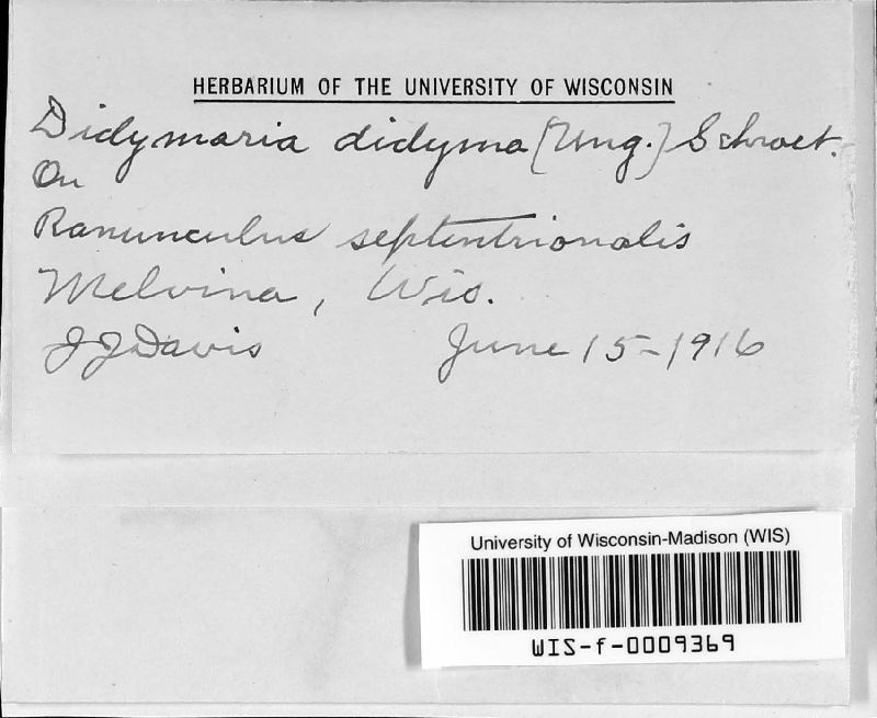 Ramularia didyma image