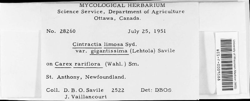 Cintractia limosa var. gigantissima image