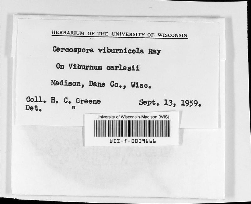 Cercospora viburnicola image