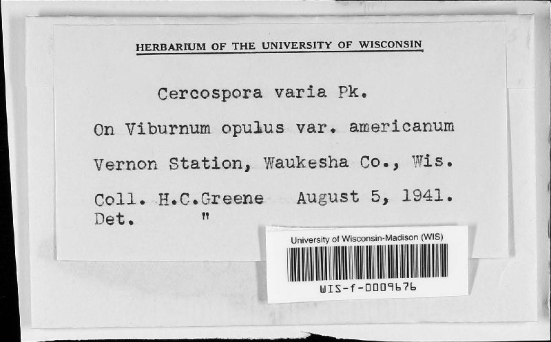 Pseudocercospora varia image