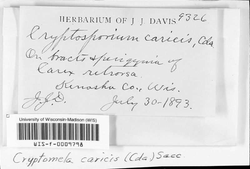 Cryptosporium caricis image
