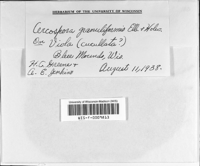 Cercospora granuliformis image