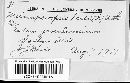 Chrysomyxa ledi image