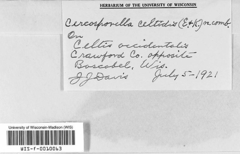 Cercosporella celtidis image