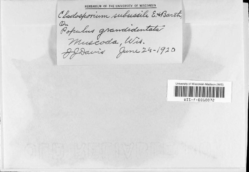 Cladosporium subsessile image