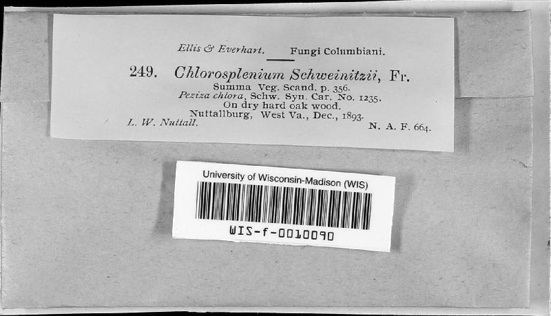 Chlorosplenium schweinitzii image