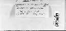 Coleosporium tussilaginis image