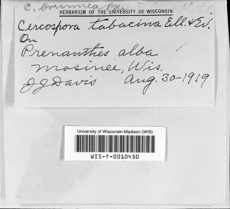 Cercospora prenanthis image