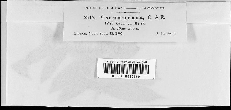 Cercospora rhoina image