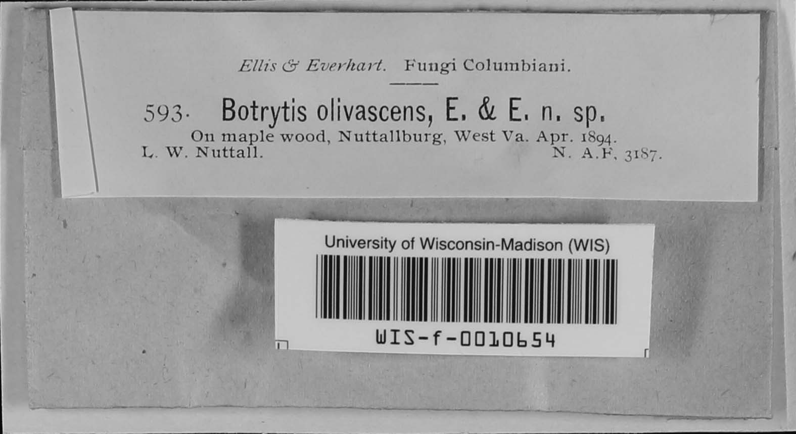 Botrytis olivacea image