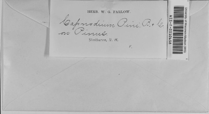 Capnodium pini image