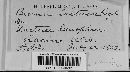 Bremia lactucae image