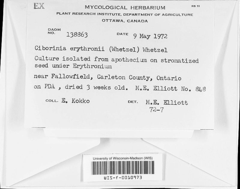 Ciborinia erythronii image