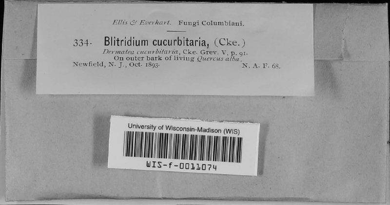 Blitridium cucurbitaria image
