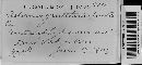 Asterina gaultheriae image