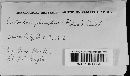 Hydnellum concrescens image