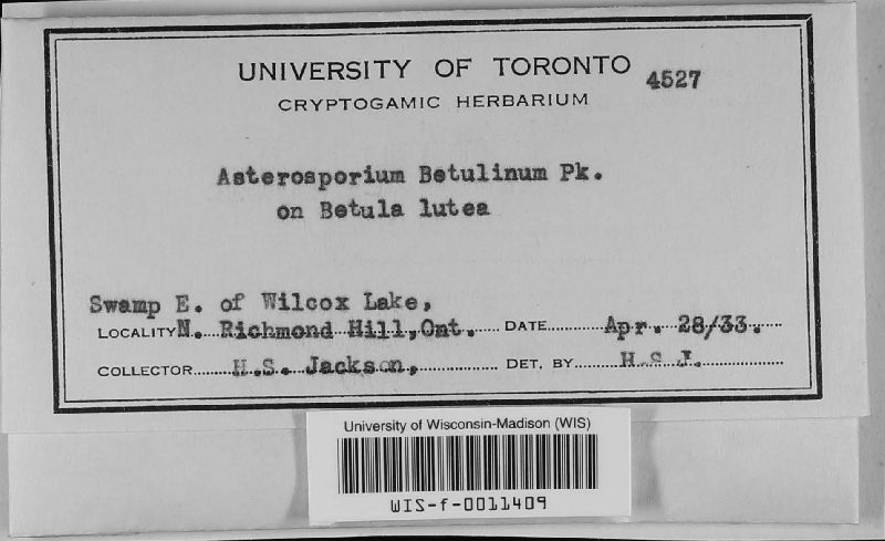 Asterosporium betulinum image