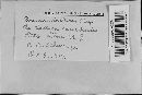 Bremia lactucae image