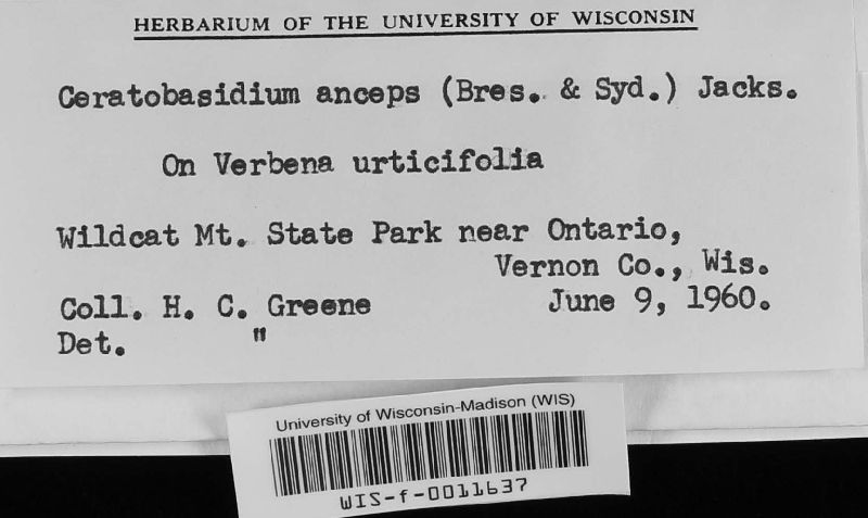 Ceratobasidium anceps image