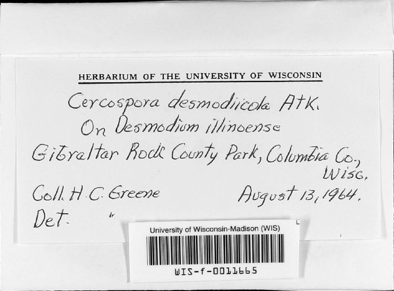 Cercospora desmodiicola image
