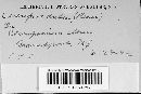 Passalora spegazzinii image