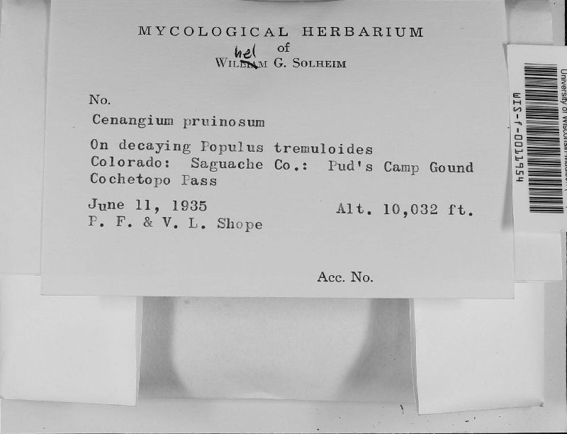 Cenangium pruinosum image