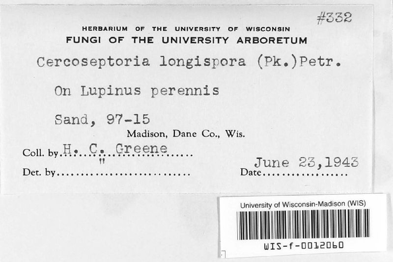 Cercospora longispora image