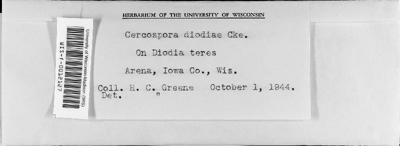 Cercospora diodiae image