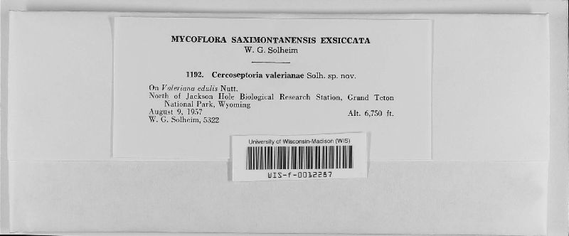 Cercoseptoria valerianae image