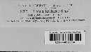 Bremia lactucae image