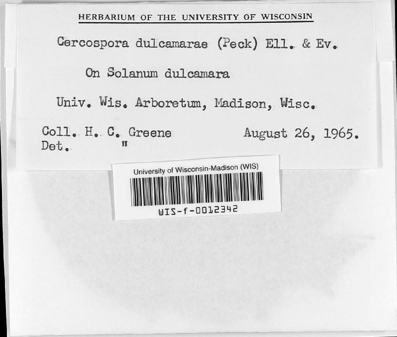 Passalora dulcamarae image