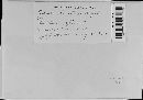 Bremia lactucae image