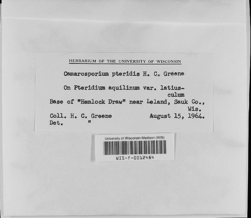 Camarosporium pteridis image