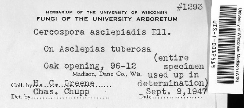 Cercospora asclepiadis image