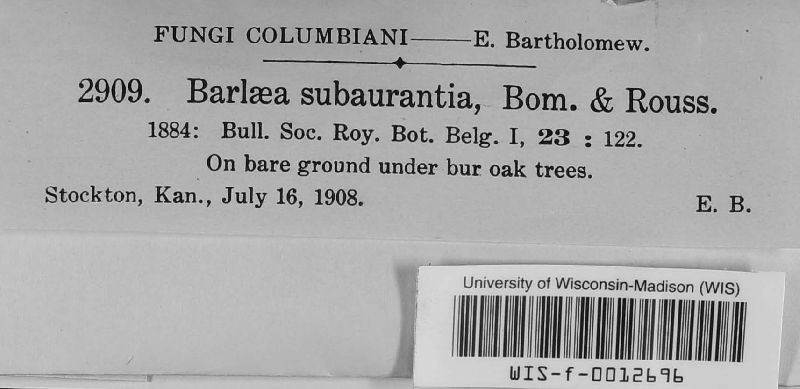 Barlaea subaurantia image