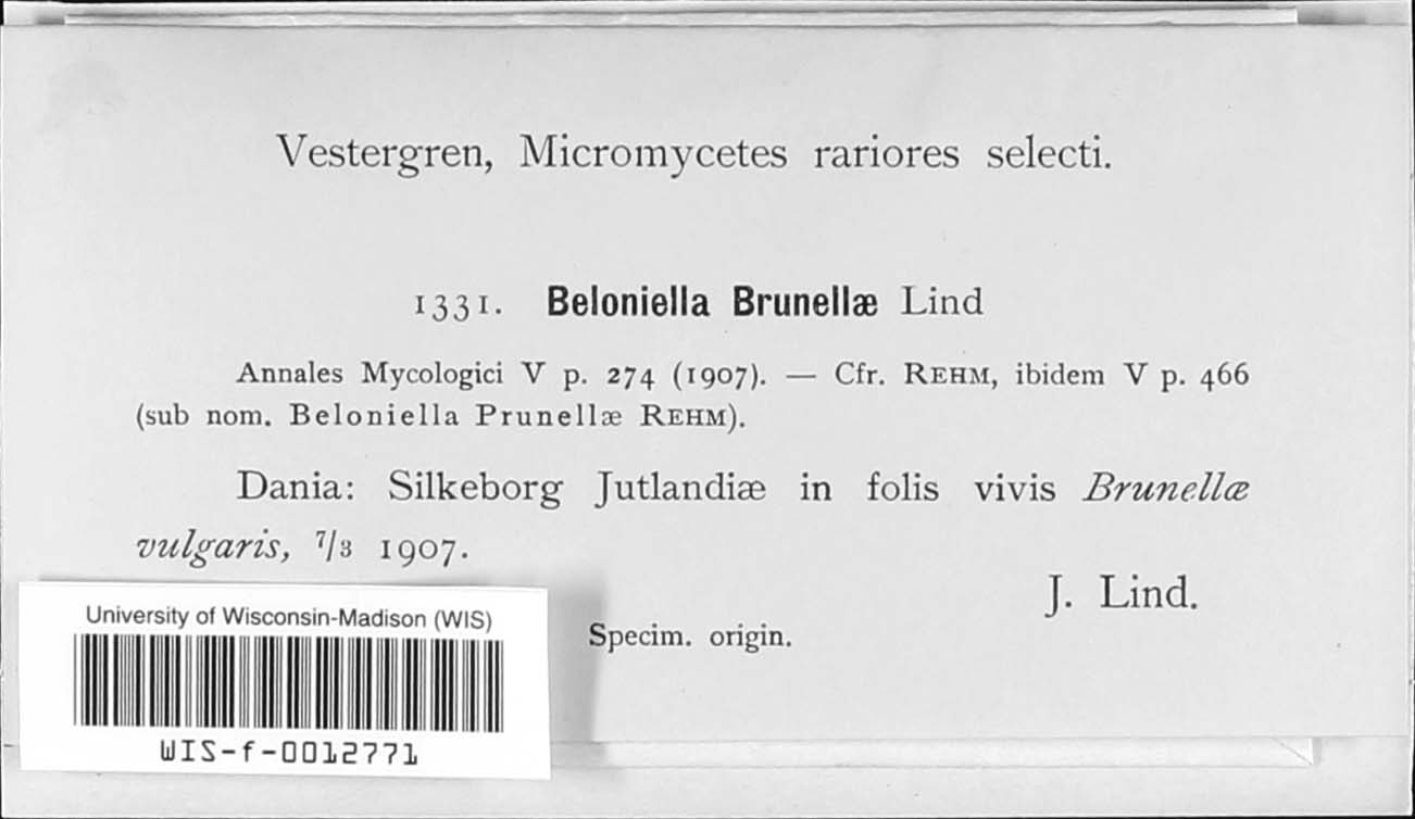 Beloniella brunellae image