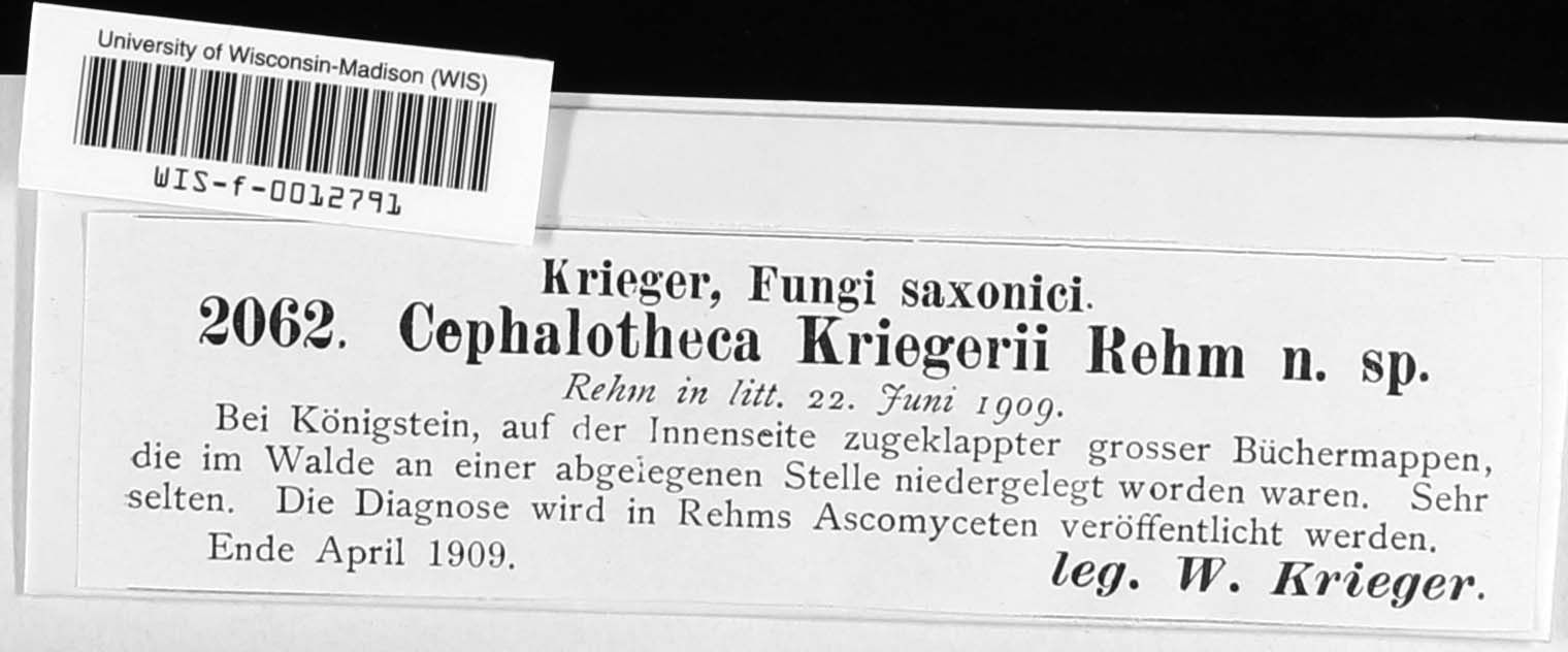 Cephalotheca kriegeri image