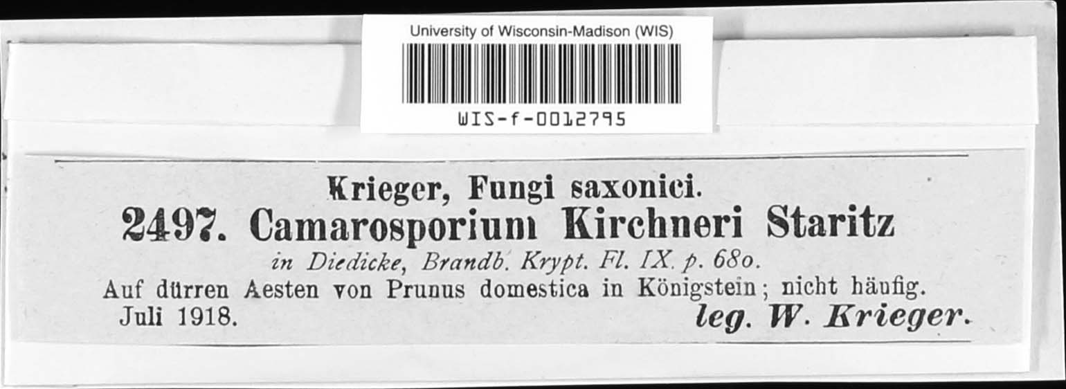 Camarosporium kirchneri image