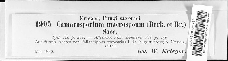 Camarosporium macrosporum image