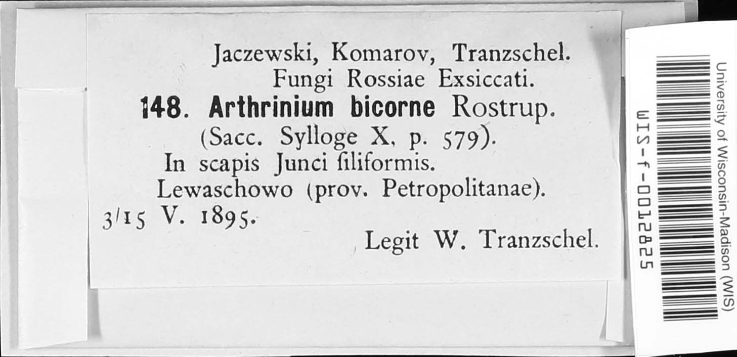 Arthrinium bicorne image