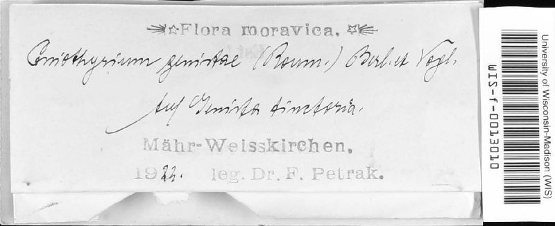 Coniothyrium genistae image