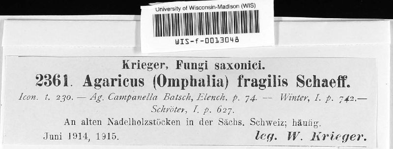 Agaricus fragilis image