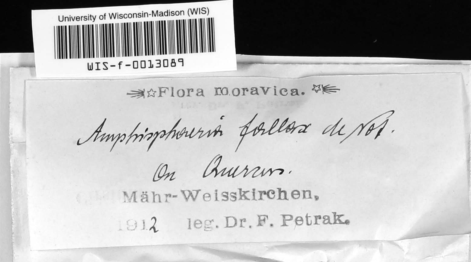 Amphisphaeria fallax image
