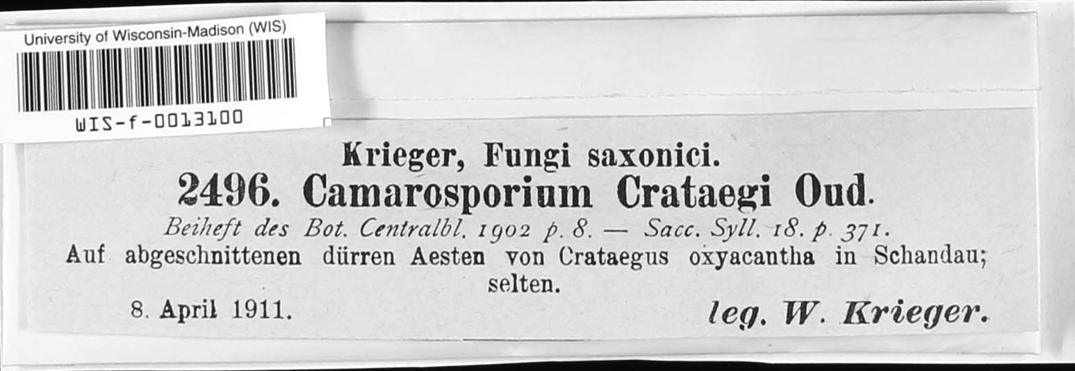 Camarosporium crataegi image