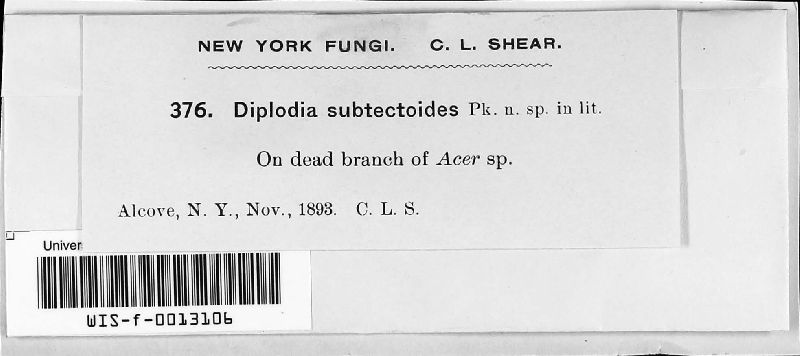 Diplodia subtectoides image