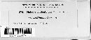 Diplodia subtectoides image